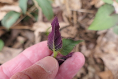 Monarda bradburiana
