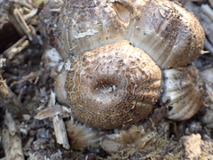 Agaricomycotina