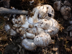 Agaricomycotina