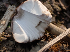 Agaricomycotina