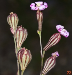 Silene secundiflora