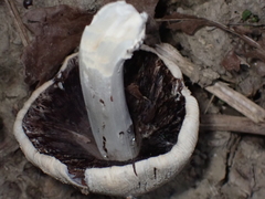 Agaricomycotina