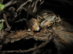 Cyphoderris strepitans