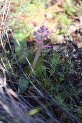 Lachenalia carnosa