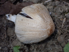 Agaricomycotina