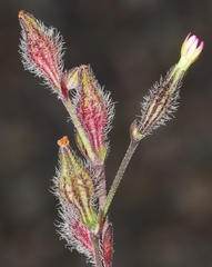 Silene sclerocarpa