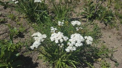 Corymbium villosum