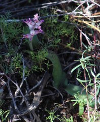 Lachenalia carnosa