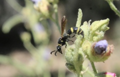Dolichodynerus vandykei