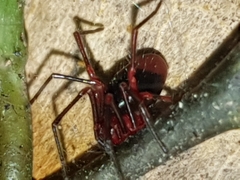 Dimidamus dimidiatus