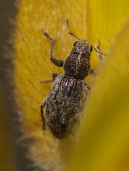 Andrion regensteinense