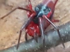 Dimidamus dimidiatus