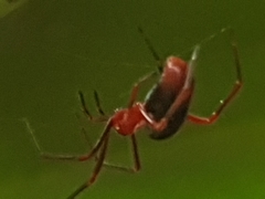 Dimidamus dimidiatus