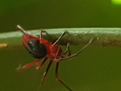 Dimidamus dimidiatus