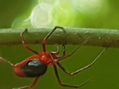 Dimidamus dimidiatus