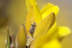 Andrion regensteinense