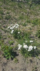 Corymbium villosum