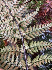 Polystichum neozelandicum