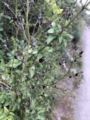 Scrophularia atrata