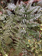 Polystichum neozelandicum