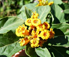 Cestrum lorentzianum