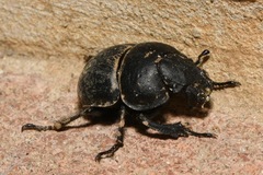 Lethrus apterus