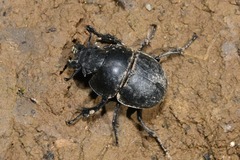 Lethrus apterus
