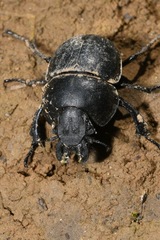 Lethrus apterus