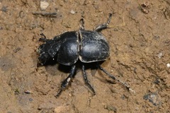 Lethrus apterus