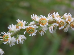 Sesamoides suffruticosa