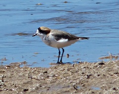 Charadrius alticola
