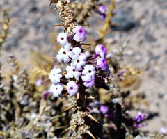 Junellia seriphioides