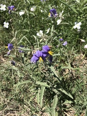 Solanum elaeagnifolium