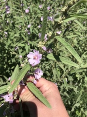 Sphaeralcea angustifolia