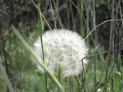 Tragopogon coelesyriacus