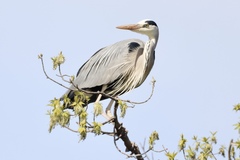 Ardea cinerea