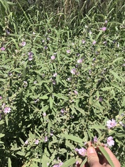 Sphaeralcea angustifolia