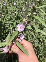Sphaeralcea angustifolia