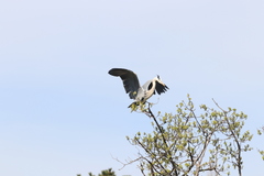 Ardea cinerea