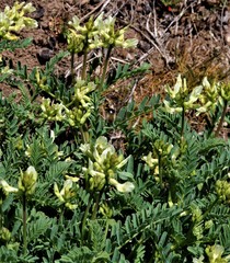 Astragalus californicus