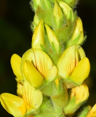 Ononis speciosa