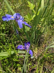 Iris brevicaulis