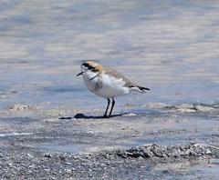 Charadrius alticola