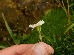 Symphyotrichum glabrifolium
