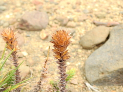 Nassauvia pyramidalis