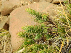 Nassauvia pyramidalis