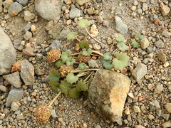 Pozoa coriacea