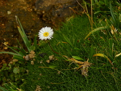 Symphyotrichum glabrifolium