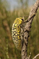 Julodis variolaris
