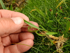 Symphyotrichum glabrifolium